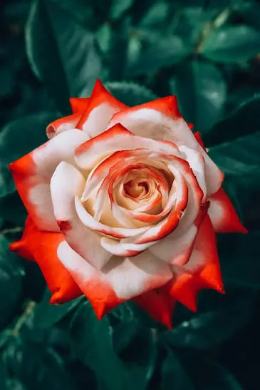 Cream rose with red-orange petal edges