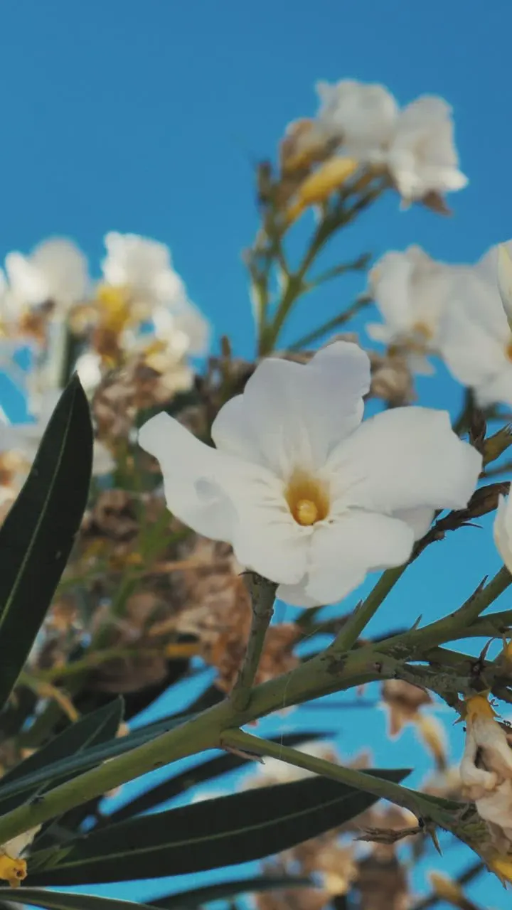 White blossoms against a blue sky