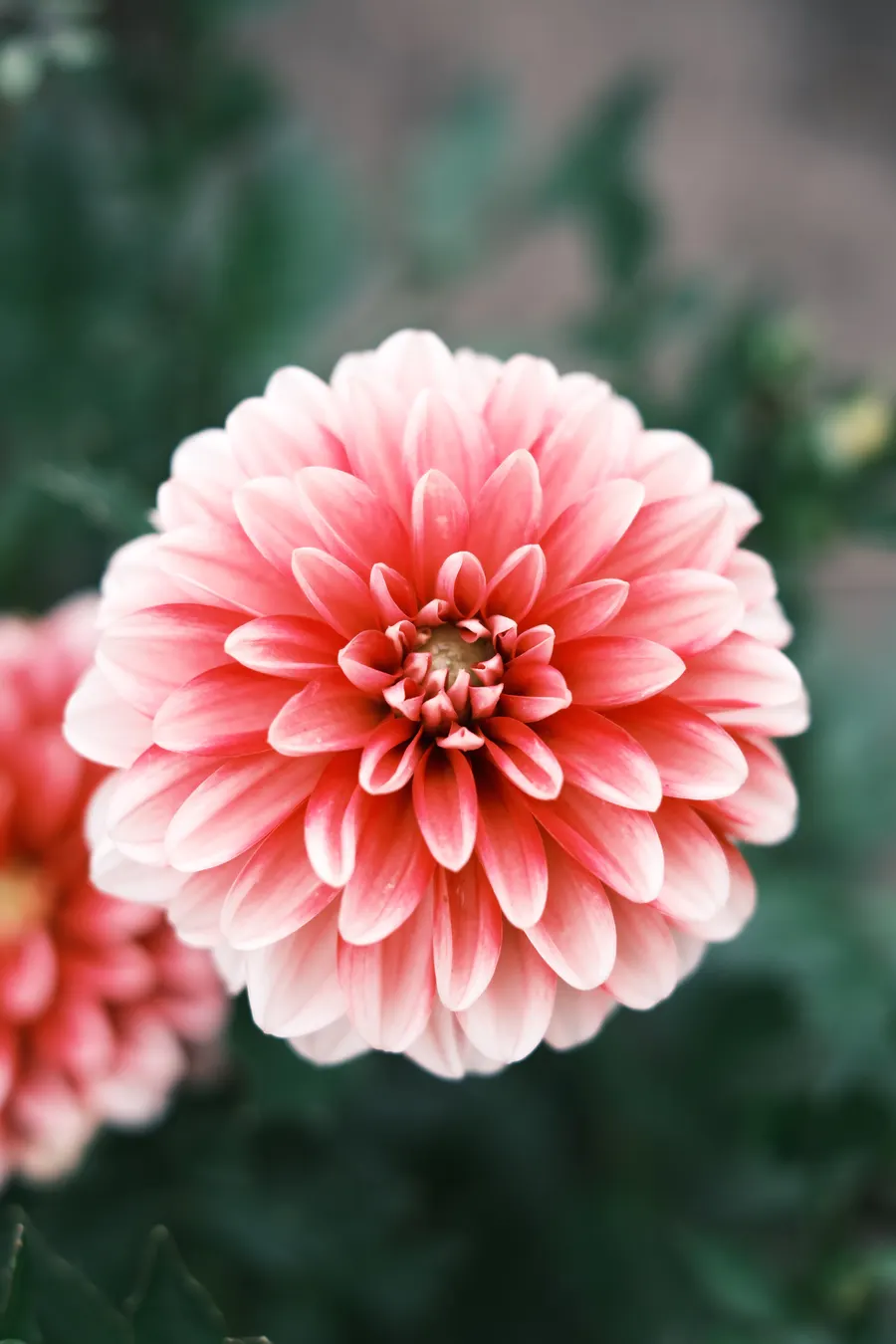Coral pink chrysanthemums with green centres