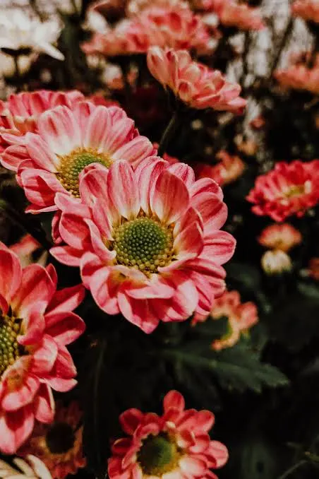 Peach-pink dahlia in full bloom